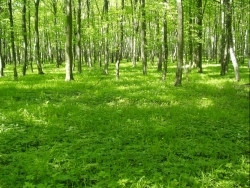 21 березня – Міжнародний день лісу