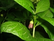 Скополія карніолійська – Scopolia carniolica Jacq.