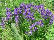 Змієголовник австрійський - Dracocephalum austriacum L.