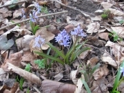 Проліска дволиста - Scilla bifolia L.