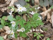 Рівноплідник рутвицелистий - Isopyrum thalictroides L.