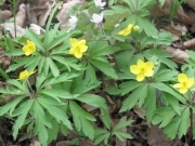 Анемона жовтецева - Anemone ranunculoides L.