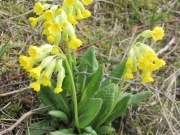 Первоцвіт весняний - Primula veris L.