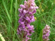 Зозульки травневі –  Dactylorhiza majalis (Reichenb.) P.F.Hunt et Summerhayes
