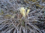 Осока низька - Carex humilis Leys.