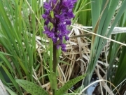 Зозульки травневі –  Dactylorhiza majalis (Reichenb.) P.F.Hunt et Summerhayes
