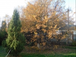 Для всіх, хто любить природу і творчість Тараса Шевченка.
