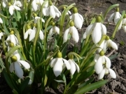 Підсніжник білосніжний – Galanthus nivalis L.