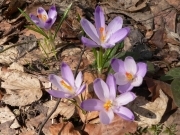 Шафран Гейфелів – Crocus heuffelianus Herb