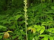 Зозулині сльози яйцевидні – Listera ovata (L.) R. Br.