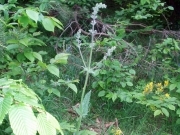 Шавлія кременецька - Salvia cremenecensis Bess.