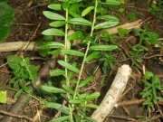 Бруслина карликова – Euonymus nana Bieb.