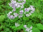 Місячниця оживаюча – Lunaria rediviva L.