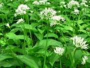 Цибуля ведмежа – Allium ursinum L.