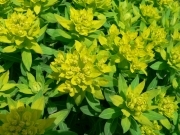 Молочай волинський – Euphorbia volhynica Bess. ex Szaf., Kulcz. et Pawł.