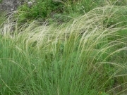Ковила пірчаста  – Stipa pennata L.