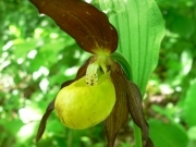 Зозулині черевички справжні – Cypripedium calceolus L.