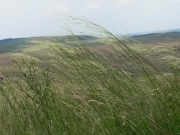 Ковила волосиста – Stipa capillata L.