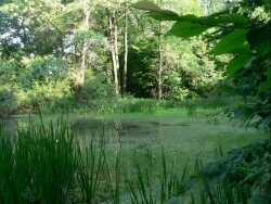 Водно-болотні угіддя для нашого майбутнього