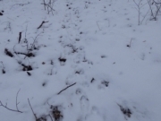 Зимові обліки хутрових та копитних тварин у заповіднику