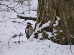 Зимові обліки птахів  у заповіднику