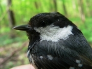 Гаїчка болотяна - Parus palustris L.