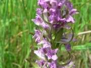 Зозульки Фукса	– Dactylorhiza fuchsii (Druce) Soó