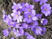 Печіночниця звичайна - Hepatica nobilis Mill.