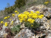 Авринія скельна - Aurinia saxatilis (L.) Desv.