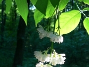 Клокичка периста - Staphylea pinnata L.