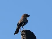 Сойка - Garrulus glandarius L.
