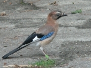 Сойка - Garrulus glandarius L.