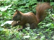 Вивірка звичайна - Sciurus vulgaris L.