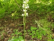 Любка дволиста – Platanthera bifolia (L.) Rich.