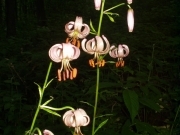 Лілія лісова – Lilium martagon L.