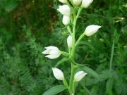 Булатка великоквіткова – Cephalanthera damasonium (Mill.) Druce