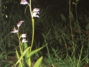 Булатка червона – Cephalanthera rubra (L.) Rich