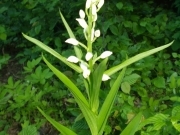 Булатка довголиста – Cephalanthera longifolia (L.) Fritsch.