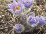 Сон великий – Pulsatilla grandis Wend.