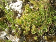 Молодило руське - Sempervivum ruthenicum Schnittsp. et C. B. Lehm.