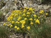 Авринія скельна - Aurinia saxatilis (L.) Desv.