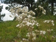 Лещиця дністровська – Gypsophilla thyraica A. Klásková