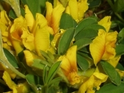 Зіновать Пачоського – Chamaecytisus paczoskii (V.Krecz.) Klásková