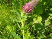 Конюшина червонувата – Trifolium rubens L.