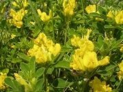 Зіновать подільська – Chamaecytisus podolicus (Błocki) Klásková