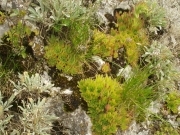 Молодило руське - Sempervivum ruthenicum Schnittsp. et C. B. Lehm.
