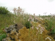 Цибуля подільська - Allium podolicum (Aschers. et Graebn.) Blocki ex Racib.