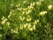 Зіновать біла – Chamaecytisus albus (Hacq.) Rothm
