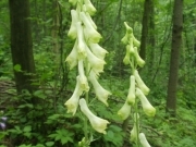 Аконіт Бессера – Aconitum besseranum Andrz.
